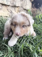 Reese, a male Australian Shepherd for sale in Tomah, WI – 3 of 4