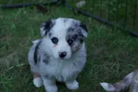 Boone, a male Australian Shepherd for sale in Kendall, WI – 1 of 3