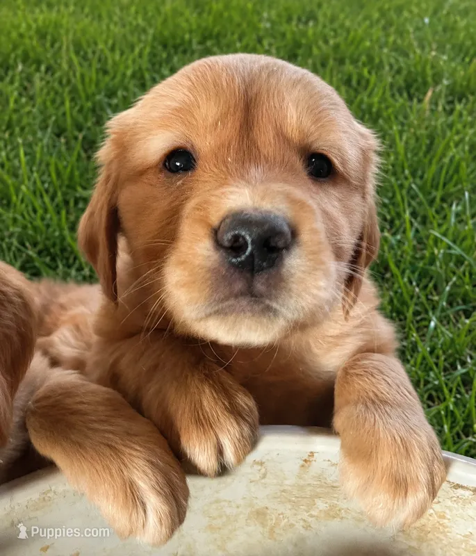 Knox  – Golden Retriever puppy for sale in Tomah, WI