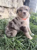 Twixie, a female Australian Shepherd for sale in Tomah, WI – 2 of 6