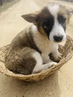 Charlie , a male Pembroke Welsh Corgi for sale in Kendall, WI – Photo 3 of 4