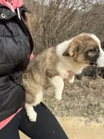 Charlie , a male Pembroke Welsh Corgi for sale in Kendall, WI – Photo 4 of 4