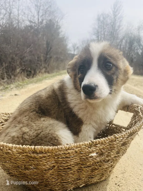 Charlie  – Pembroke Welsh Corgi puppy for sale in Kendall, WI