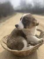 Charlie , a male Pembroke Welsh Corgi for sale in Kendall, WI – Photo 2 of 4