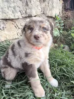 Twixie, a female Australian Shepherd for sale in Tomah, WI – 4 of 6