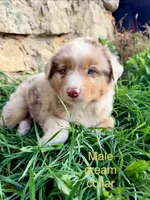 Reese, a male Australian Shepherd for sale in Tomah, WI – 2 of 4