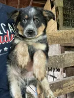 Ford, a male Australian Cattle Dog and Toy Australian Shepherd for sale in Tomah, WI – 1 of 1