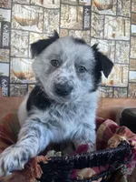 Tank , a male Australian Cattle Dog and Golden Retriever for sale in Kendall, WI – Photo 1 of 3