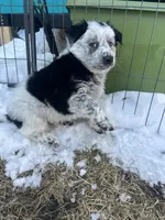 Tank , a male Australian Cattle Dog and Golden Retriever for sale in Kendall, WI – Photo 3 of 3