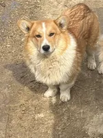 Harvey , a male Pembroke Welsh Corgi for sale in Kendall, WI – Photo 2 of 2