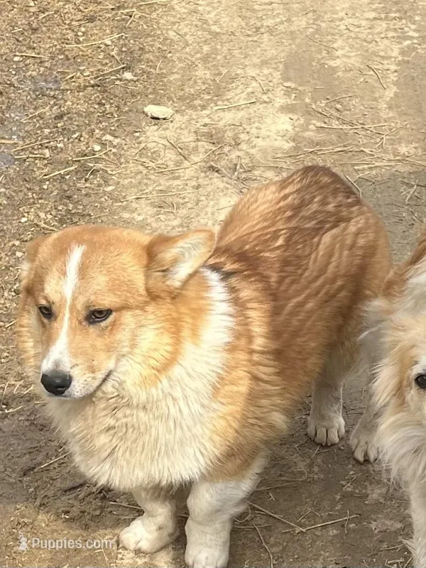 Harvey  – Pembroke Welsh Corgi puppy for sale in Kendall, WI