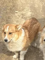 Harvey , a male Pembroke Welsh Corgi for sale in Kendall, WI – Photo 1 of 2