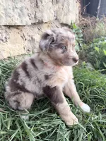 Twixie, a female Australian Shepherd for sale in Tomah, WI – 6 of 6