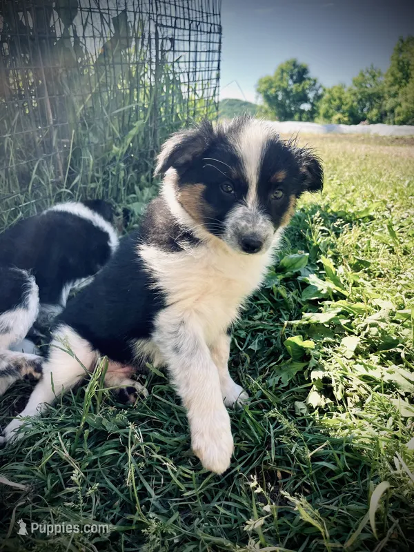 Chloe  – Australian Cattle Dog, Miniature Australian Shepherd puppy for sale in Tomah, WI