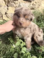 Hershey , a male Australian Shepherd for sale in Tomah, WI – 2 of 4