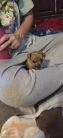 Bambi, a female Jack Russell Terrier for sale in Jacksonville, FL – 4 of 5