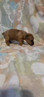 Dotty Parton, a female Jack Russell Terrier for sale in Jacksonville, FL – 4 of 6