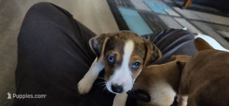 Magic Merle – Jack Russell Terrier puppy for sale in Jacksonville, FL