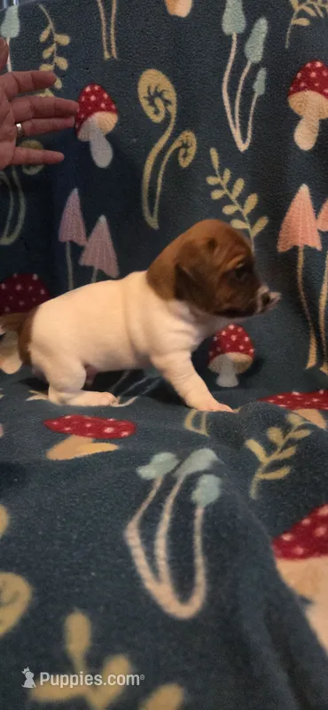 Cowboy – Jack Russell Terrier puppy for sale in Jacksonville, FL
