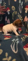 Cowboy, a male Jack Russell Terrier for sale in Jacksonville, FL – 1 of 7