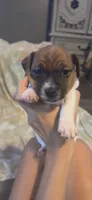 Cowboy, a male Jack Russell Terrier for sale in Jacksonville, FL – 6 of 7