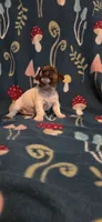Cowboy, a male Jack Russell Terrier for sale in Jacksonville, FL – 2 of 7