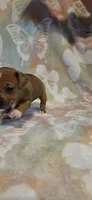 Dotty Parton, a female Jack Russell Terrier for sale in Jacksonville, FL – 2 of 6