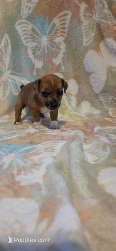 Bambi – Jack Russell Terrier puppy for sale in Jacksonville, FL