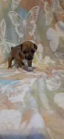 Bambi, a female Jack Russell Terrier for sale in Jacksonville, FL – 1 of 5