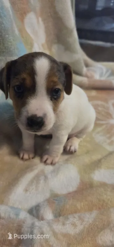 Magic Merle – Jack Russell Terrier puppy for sale in Jacksonville, FL