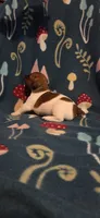 Cowboy, a male Jack Russell Terrier for sale in Jacksonville, FL – 3 of 7