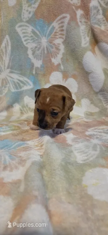 Dotty Parton – Jack Russell Terrier puppy for sale in Jacksonville, FL