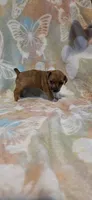 Bambi, a female Jack Russell Terrier for sale in Jacksonville, FL – 3 of 5
