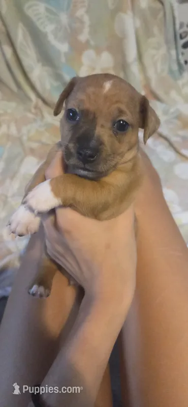 Dotty Parton – Jack Russell Terrier puppy for sale in Jacksonville, FL