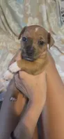 Dotty Parton, a female Jack Russell Terrier for sale in Jacksonville, FL – 5 of 6