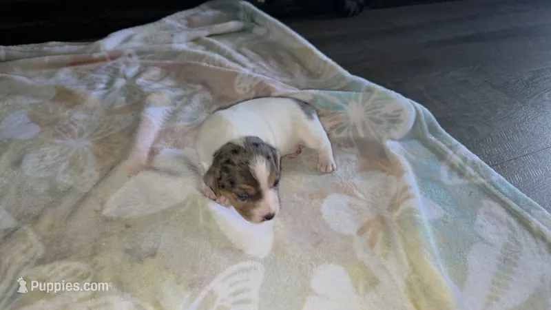 Magic Merle – Jack Russell Terrier puppy for sale in Jacksonville, FL