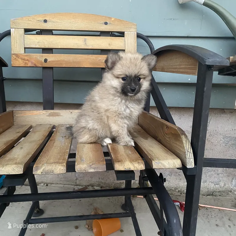 Lora – Pomeranian puppy for sale in Decatur, IN