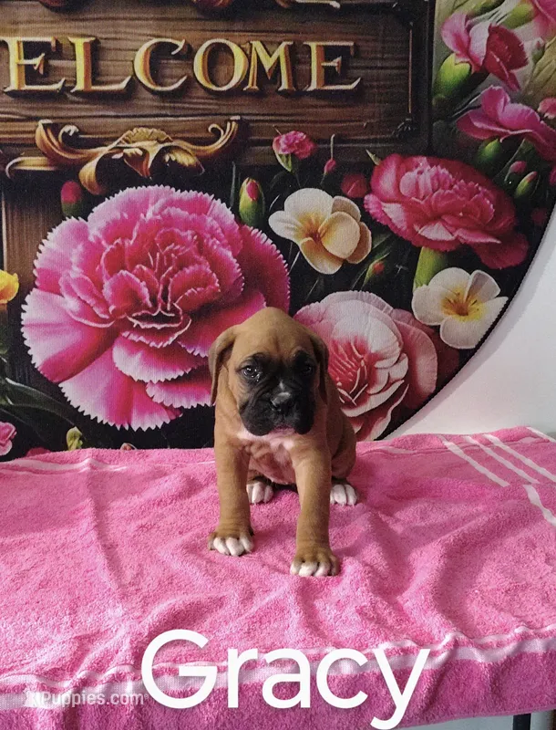 Gracy – Boxer puppy for sale in Decatur, IN