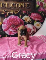 Gracy, a female Boxer for sale in Decatur, IN – 1 of 3