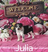 Julia, a female Australian Cattle Dog and Australian Shepherd for sale in Decatur, IN – 3 of 3