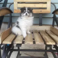 Dean , a male Pomeranian for sale in Decatur, IN – 2 of 3