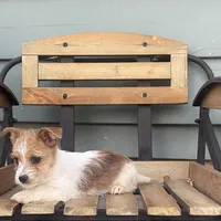 Leann, a female Chorkie for sale in Decatur, IN – 4 of 5