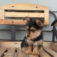Lena, a female Chorkie for sale in Decatur, IN – 2 of 6