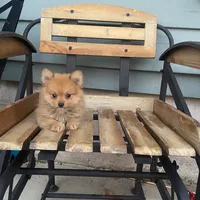Rex, a male Pomeranian for sale in Decatur, IN – 4 of 6