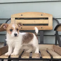 Leann, a female Chorkie for sale in Decatur, IN – 5 of 5