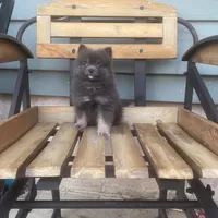 Bluey, a male Pomeranian for sale in Decatur, IN – 5 of 5
