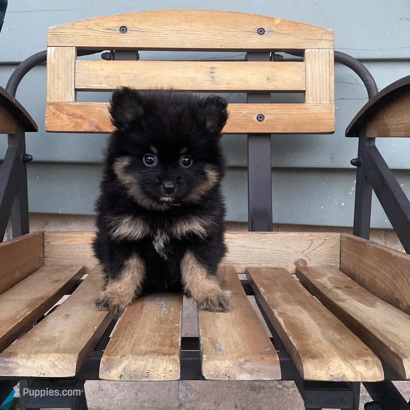 Ranger – Pomeranian puppy for sale in Decatur, IN
