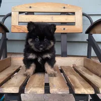 Ranger, a male Pomeranian for sale in Decatur, IN – 1 of 4