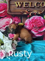 Rusty, a male Boxer for sale in Decatur, IN – 1 of 2