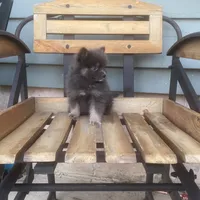Bluey, a male Pomeranian for sale in Decatur, IN – 4 of 5